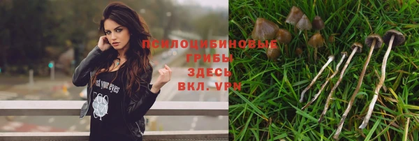 гашик Нефтекумск